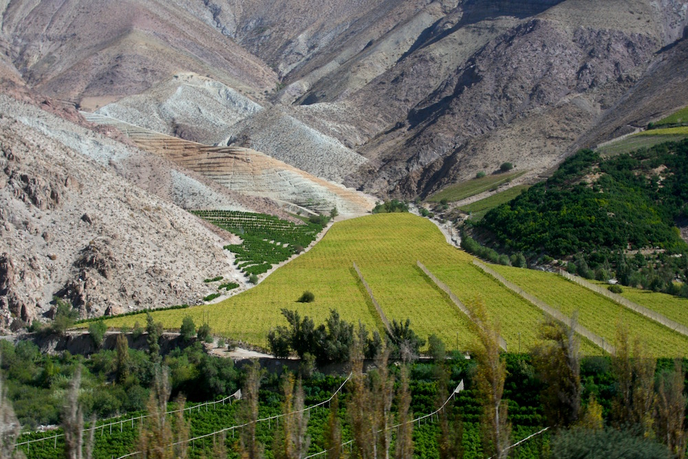 Pisco grapes